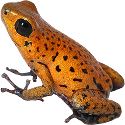 Cristobal Dart Frog